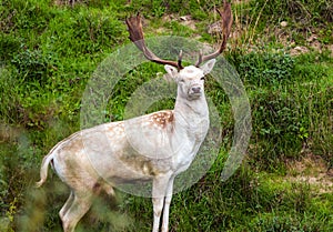 Gorgeous spotted deer