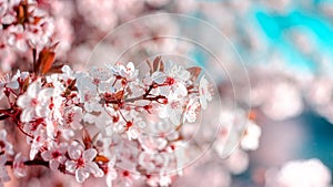Gorgeous spring theme background with pink cherry blossoms on the branch