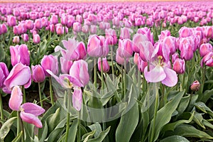 Gorgeous spring tulips in shades of pink
