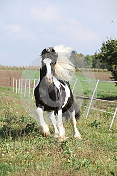 Gorgeous stallion with long flying mane