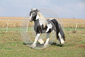 Gorgeous stallion with long flying mane