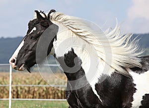 Gorgeous stallion with long flying mane