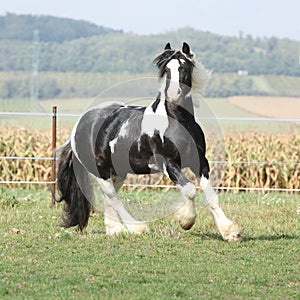 Gorgeous stallion with long flying mane