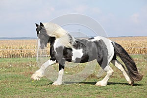 Gorgeous stallion with long flying mane