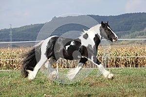 Gorgeous stallion with long flying mane