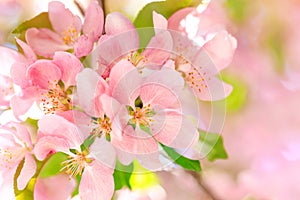 Gorgeous stamens of blossom flowers with pink and red petals on background of blue sky. Easter background with blossom blooming in photo