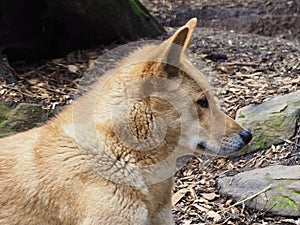 Gorgeous stylish Australian Dingo.