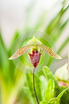 Gorgeous the Sukhakulâ€™s Paphiopedilum is in bloom