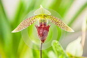 Gorgeous the Sukhakulâ€™s Paphiopedilum is in bloom