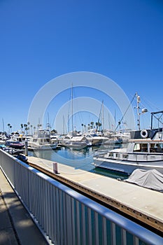 A gorgeous summer landscape in the marina with boats and yachts docked in Alamitos Bay Marina surrounded by lush green palm trees