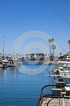 A gorgeous summer landscape in the marina with boats and yachts docked in Alamitos Bay Marina surrounded by lush green palm trees