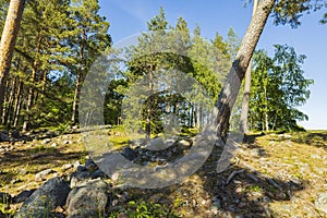 Gorgeous summer landscape view. Hilltop forest trees on blue sky background. Sweden.