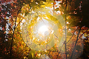 a gorgeous sunbeam through the autumn tree leaves branches in the forest