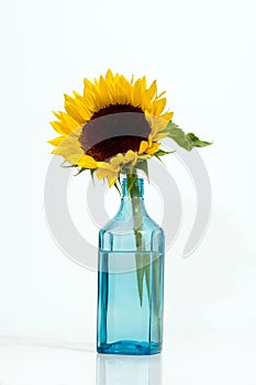Gorgeous sunflower. Isolated over white background