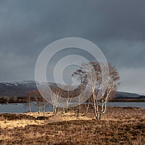 Gorgeous sunlit landscape of beech trees by Loch Ba in Rannoch Moor during Winter sunrise