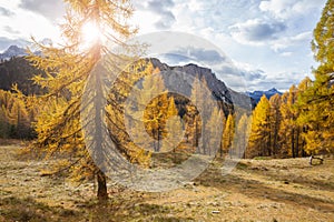 Gorgeous sunny view of Dolomite Alps with yellow larch trees. Colorful autumn panorama view landscape.