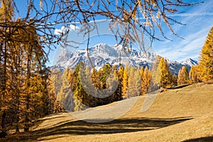 Gorgeous sunny view of Dolomite Alps with yellow larch trees. Colorful autumn panorama view landscape.