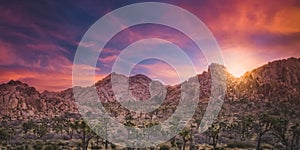 Gorgeous Sunrise over a Cactus Forest and Boulders in Joshua Tree National Park