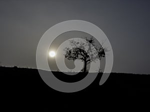 gorgeous sunrise and silhouette of single tree