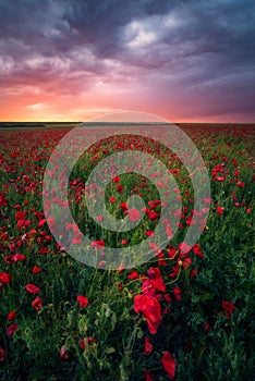 Gorgeous sunrise sunset during storm in a poppy field