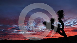 Gorgeous Sunset, Joshua Tree National Park