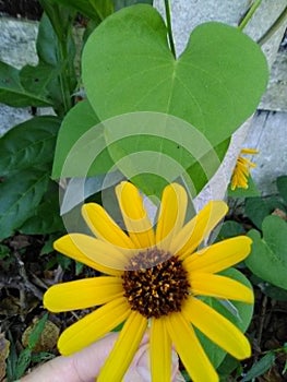 Gorgeous Sunshine Flower Power Love Hearts