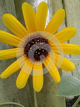 Gorgeous Sunshine Yellow Flower 