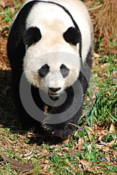 Gorgeous Sweet Giant Panda Bear Ambling Along