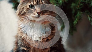 Gorgeous tabby cat sits on a white blanket among Christmas trees, gifts and tangerines