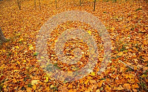 Gorgeous texture / background of yellow orange fallen leaves. Autumn / fall beautiful backgrounds