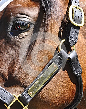 Gorgeous Thoroughbred Close-up