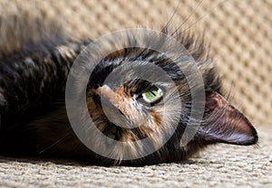 Gorgeous three colored cat. Cat with yellow eyes