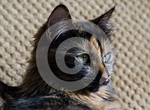 Gorgeous three colored cat. Cat with yellow eyes