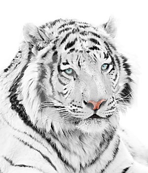 Gorgeous tiger