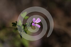 Gorgeous tiny purple flower in forest, closeup view