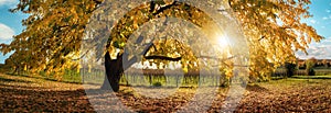 Gorgeous tree in autumn sunshine