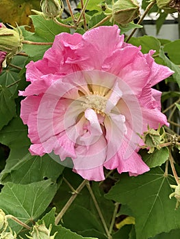 Gorgeous Tri-Color Confederate Rose Blossom - Hibiscus mutabilis