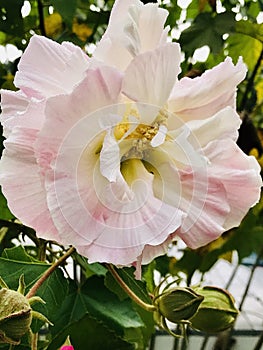 Gorgeous Tri-Color Confederate Rose Blossom - Hibiscus mutabilis photo