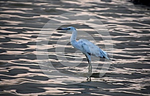 Gorgeous Tricolored Heron Standing in Shallow Waters