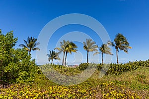 Gorgeous tropical landscape view. Green palm trees and plants on coast line on blue sky background Miami south beach.