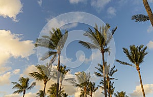 Gorgeous tropical landscape view. View of green palm trees on blue sky background Miami south beach.