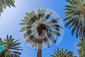 Gorgeous tropical landscape view. View of green palm trees on blue sky background Miami south beach.