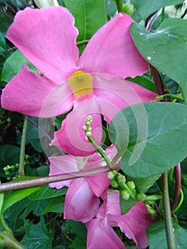 Gorgeous Tropical Pink Flowers Blooming In Louisiana