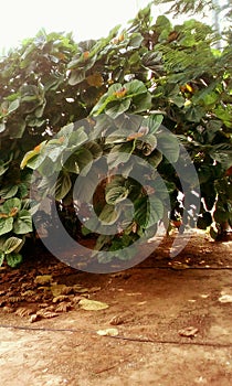 Gorgeous tropical tree photo