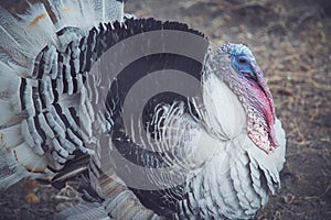 Gorgeous turkey white  on background. Portrait of farming bird turkey photo