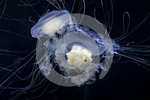 Gorgeous underwater view of egg yolk jellyfish swimming around in the water freely