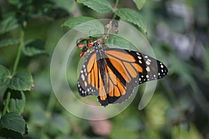 Gorgeous Up Close Look at a Monarch Butterfly