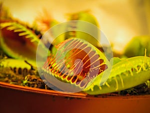 Gorgeous Venus Fly Trap plant close up