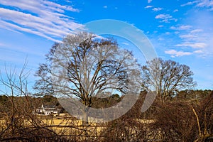 A gorgeous view of the blue sky, clouds and bare winter tree branches at Tanyard Creek Park