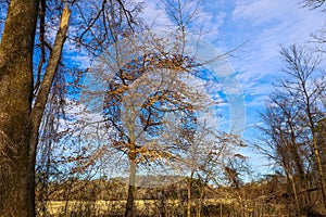 A gorgeous view of the blue sky, clouds and bare winter tree branches at Tanyard Creek Park